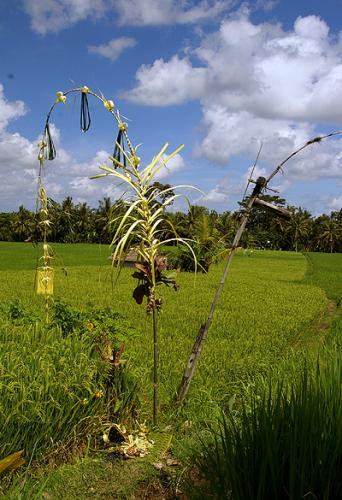 Ubud (4)
