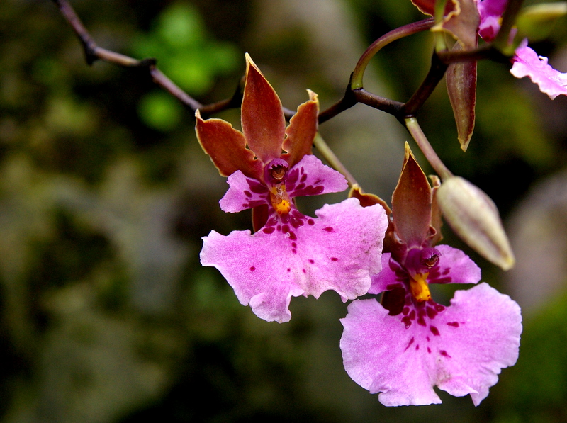 Orchids in Quito's Botanical Gardens