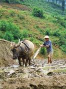 animals sapa (2)