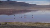 Bolivia, Laguna Colorada (2)