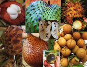 fruits composite.jpg