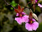 Orchids in Quito's Botanical Gardens